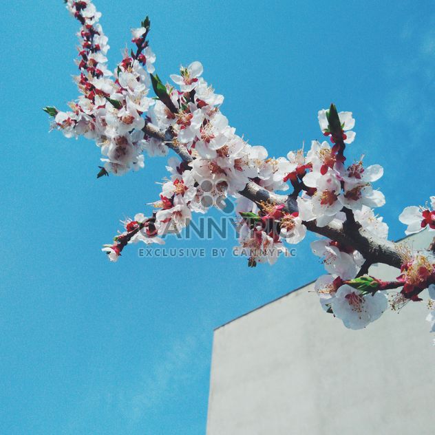 Cherry blossom - Free image #301415