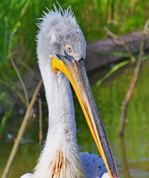American pelican portrait - Kostenloses image #301625