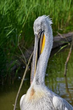 American pelican portrait - Free image #301635