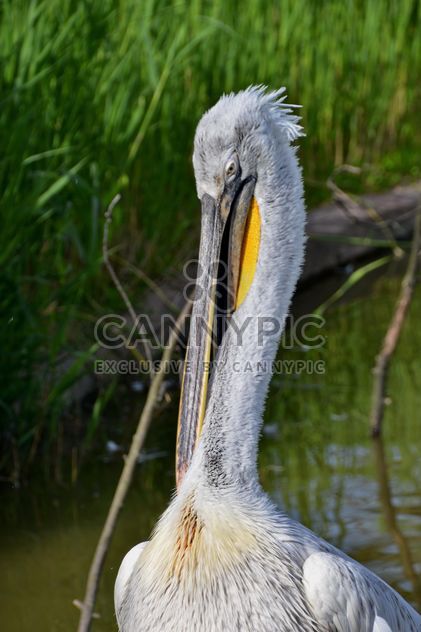 American pelican portrait - image #301635 gratis