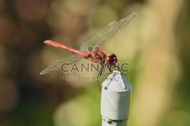 Dragonfly with beautifull wings - бесплатный image #301645