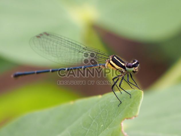 Dragonfly with beautifull wings - image #301735 gratis