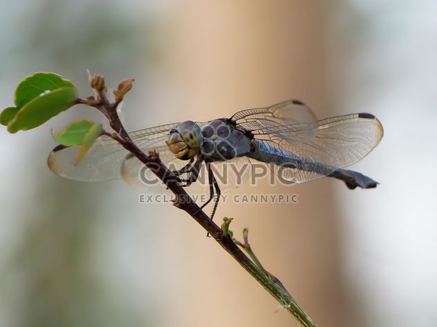 Dragonfly close up - image #301755 gratis