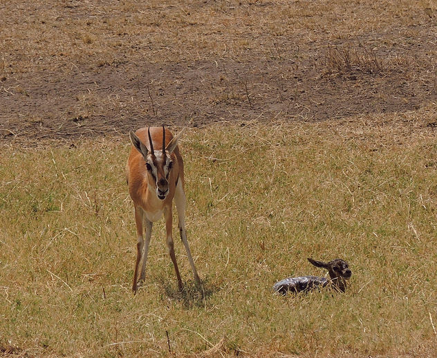 Tanzania (Serengeti National Park) Thomson's gazella and her new born baby still partially covered with placenta - бесплатный image #301905