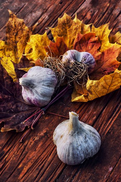 Garlic and yellow leaves - Free image #302035