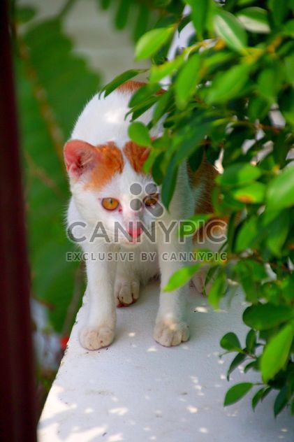 Orange and white cat - image gratuit #302345 