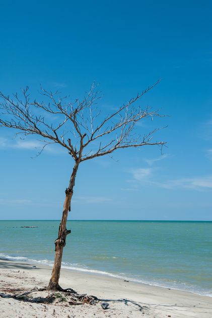 dead tree on the beach - image #303345 gratis