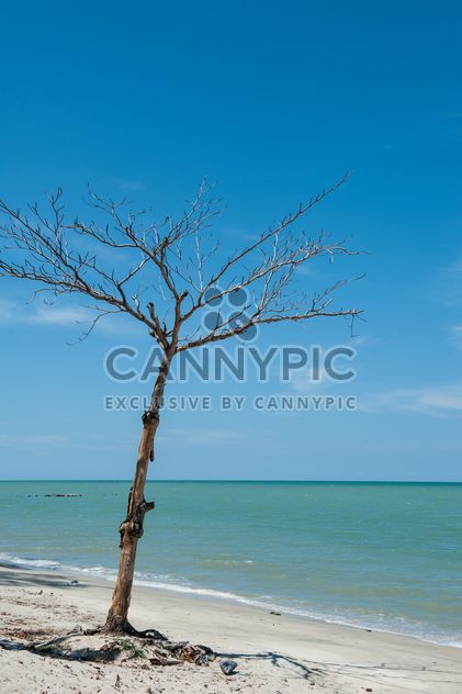 dead tree on the beach - image gratuit #303345 