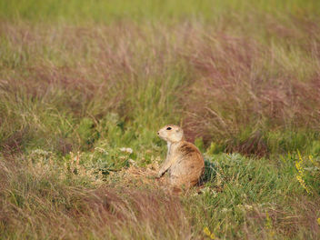 Prairie dog in grass - Free image #303705