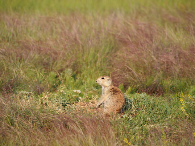 Prairie dog in grass - image #303705 gratis