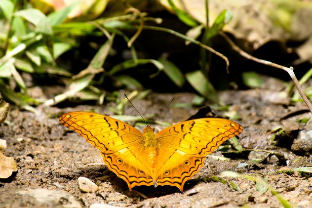 Orange butterfly on ground - Free image #303765