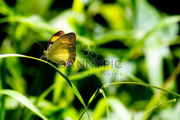 Butterfly on green grass - image #303775 gratis