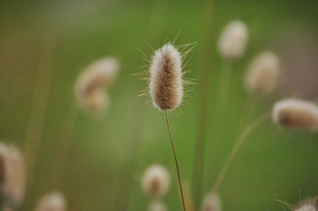 withered grass in focus sunlight - image gratuit #303995 