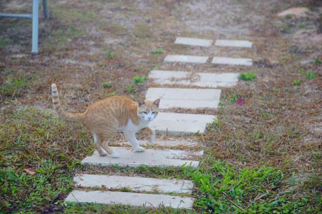 red cat takes a morning walk - image gratuit #304035 