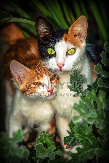 Two kitten portraits - image gratuit #304055 