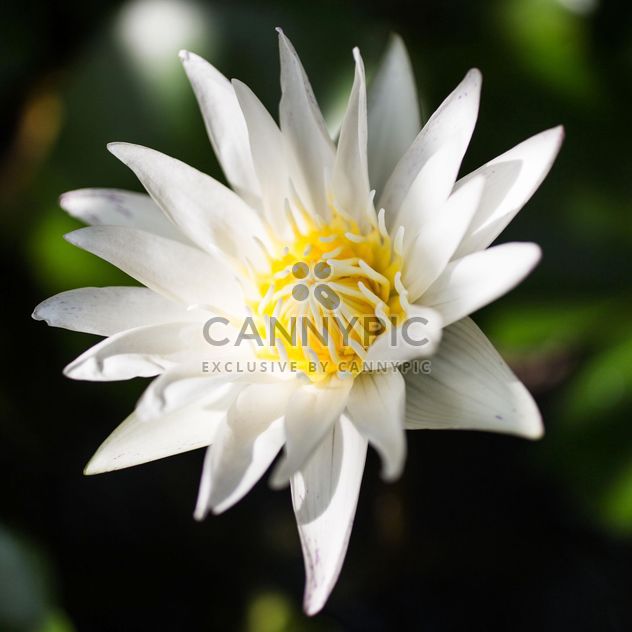 White lotus water lily - бесплатный image #304455