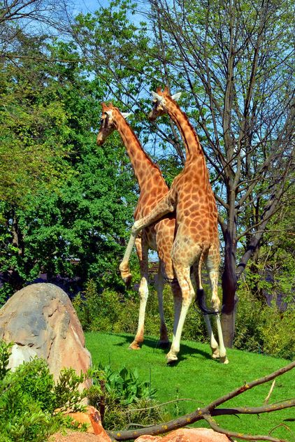 giraffes mature - image #304525 gratis