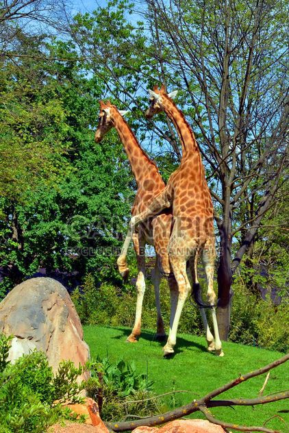 giraffes mature - image gratuit #304525 