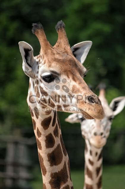 Giraffes in park - image #304545 gratis