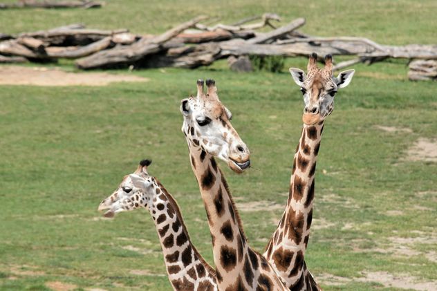 Giraffes in park - Free image #304555