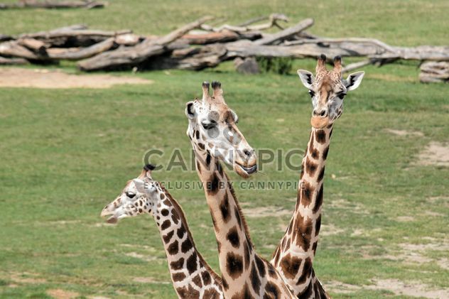 Giraffes in park - image #304555 gratis