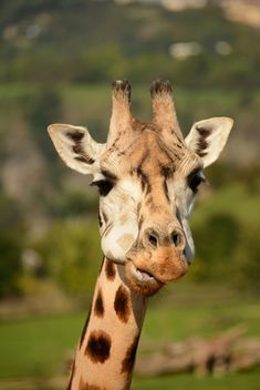 Giraffe portrait - Free image #304565