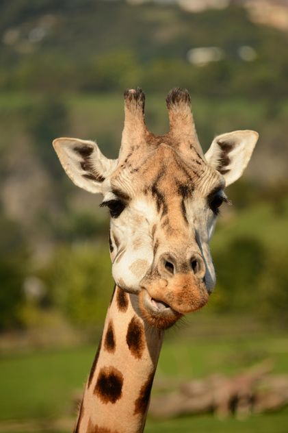 Giraffe portrait - image gratuit #304565 