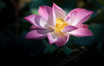 Pink lotus flower - Free image #304575