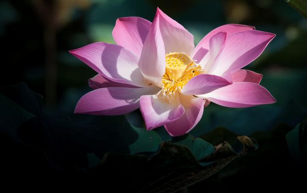 Pink lotus flower - image gratuit #304575 