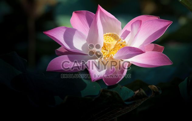 Pink lotus flower - image #304575 gratis