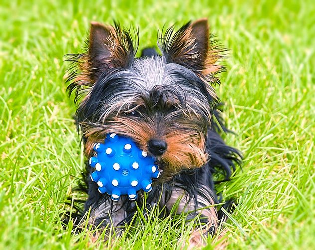 Cute Yorkshire Terrier Dog laying in the yard - Free image #304755