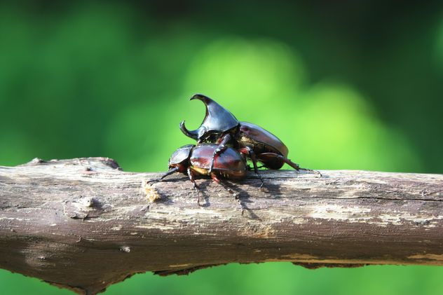 Rhinoceros beetles on log - image #304785 gratis