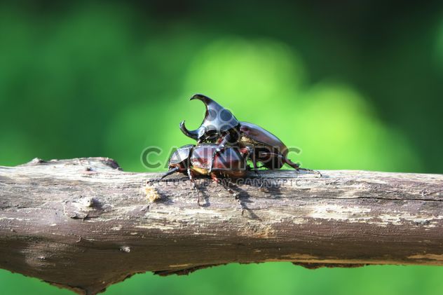 Rhinoceros beetles on log - бесплатный image #304785