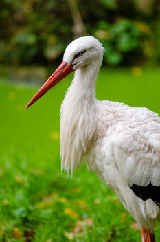 White stork - Free image #305675