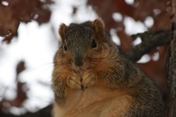 Chubby Squirrel - Free image #305745