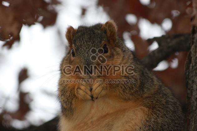 Chubby Squirrel - image gratuit #305745 