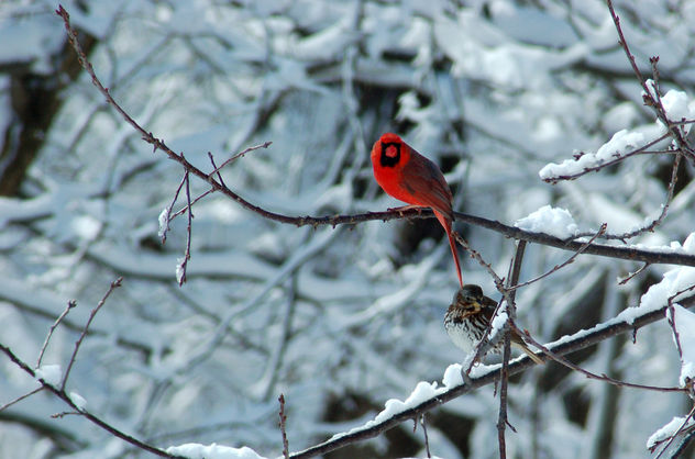Northern Cardinal (Cardinalis cardinalis) & Fox Sparrow (Passerella iliaca) - Free image #305945