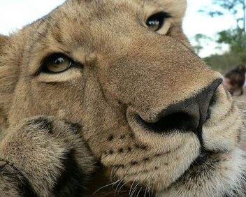 Walking with Lions in Zimbabwe - бесплатный image #305955