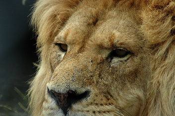 Lion - image #305975 gratis