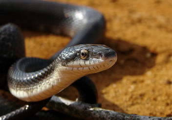 Sunlit Snake - image #306005 gratis