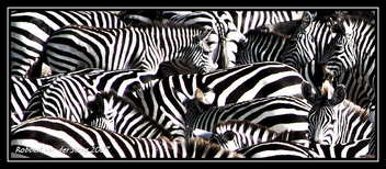 Zebra, zebra and zebra - Free image #306045