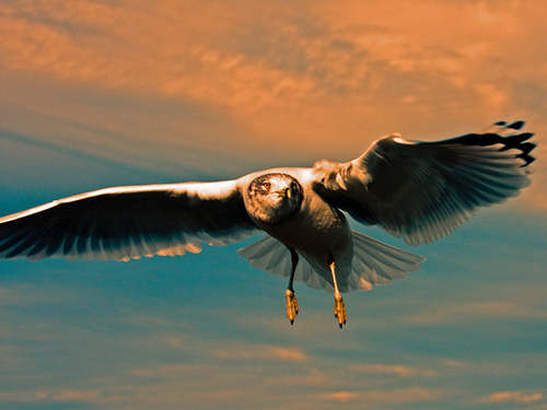 Gull of Sunset - image gratuit #306055 