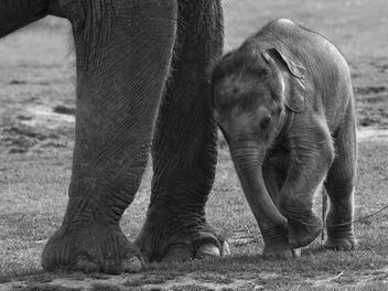 Baby Elephant - Kostenloses image #306075