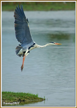 garza real 03 - bernat pescaire - grey heron - ardea cinerea - image gratuit #306115 