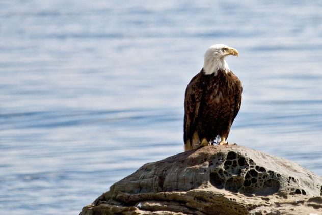 Eagle Watching the Gulls - image #306145 gratis