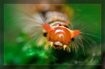 Cute Caterpillar - image #306165 gratis