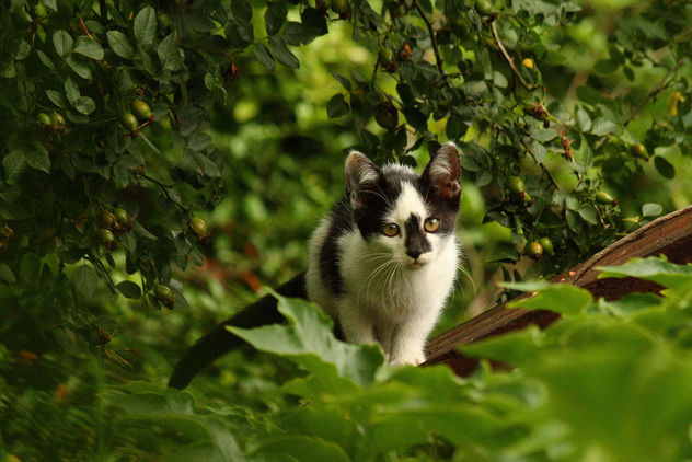 Wild Kitten on the Prowl - бесплатный image #306175