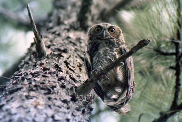 Great Horned Owl on Pine Tree (1980) - image #306185 gratis