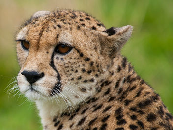 Cheetah - image #306285 gratis