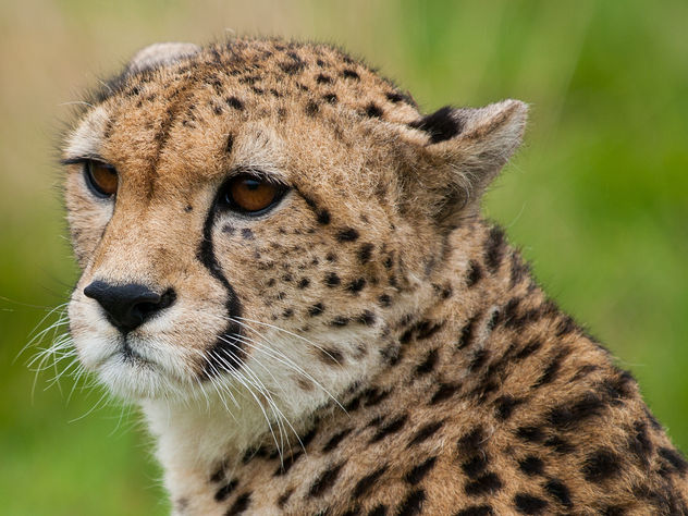 Cheetah - Free image #306285